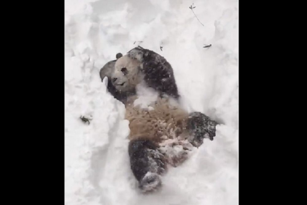 Pola Amerike je zavejano, ali ovaj panda to kao da je jedva dočekao! (VIDEO) (GIF)