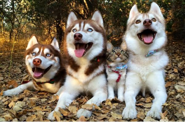 Psi su ovoj maci spasili život. Sad su najbolji prijatelji zauvek! (FOTO) (VIDEO)