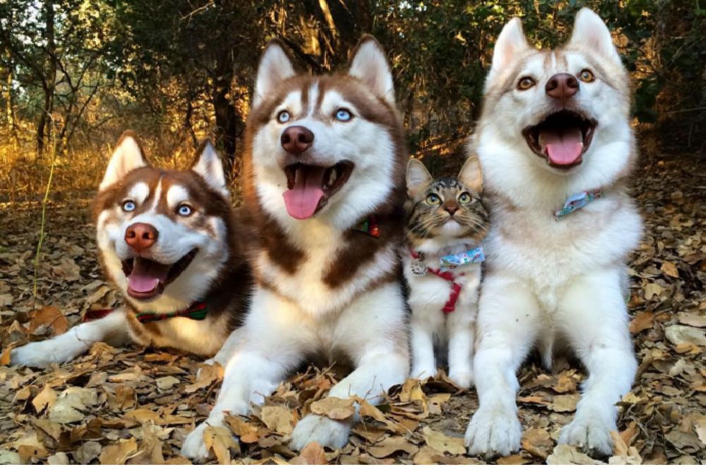 Psi su ovoj maci spasili život. Sad su najbolji prijatelji zauvek! (FOTO) (VIDEO)