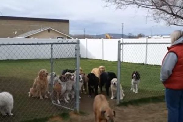 Sve pse ste izdresirali, ali uvek se pojavi jedan dominator! (VIDEO)