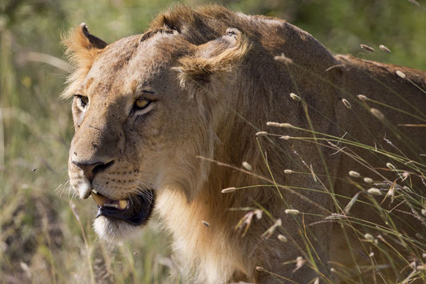 Pa vi posle opet držite lavove kod kuće: Lavica pobegla, Dubai u panici! (FOTO) (VIDEO)