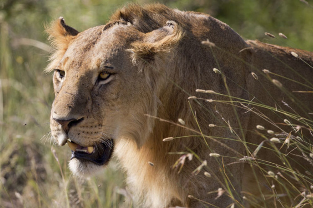 Pa vi posle opet držite lavove kod kuće: Lavica pobegla, Dubai u panici! (FOTO) (VIDEO)