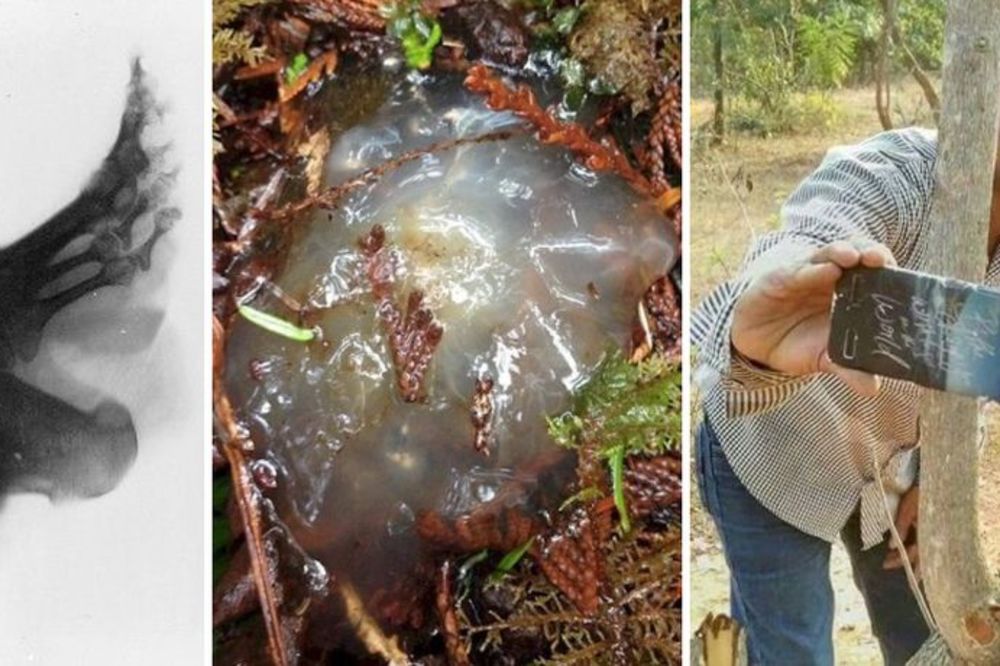 Insekti, gmizavci i pokoje jaje: 9 fotografija koje su baš bljak (FOTO)