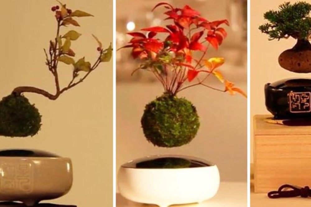 Lebdeći bonsai: Potpuno nova dimenzija drevne japanske veštine (FOTO) (VIDEO)