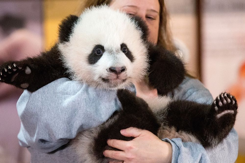 Posao, ali i plata iz snova: Mazite bebe pande za 28 hiljada evra! (VIDEO)