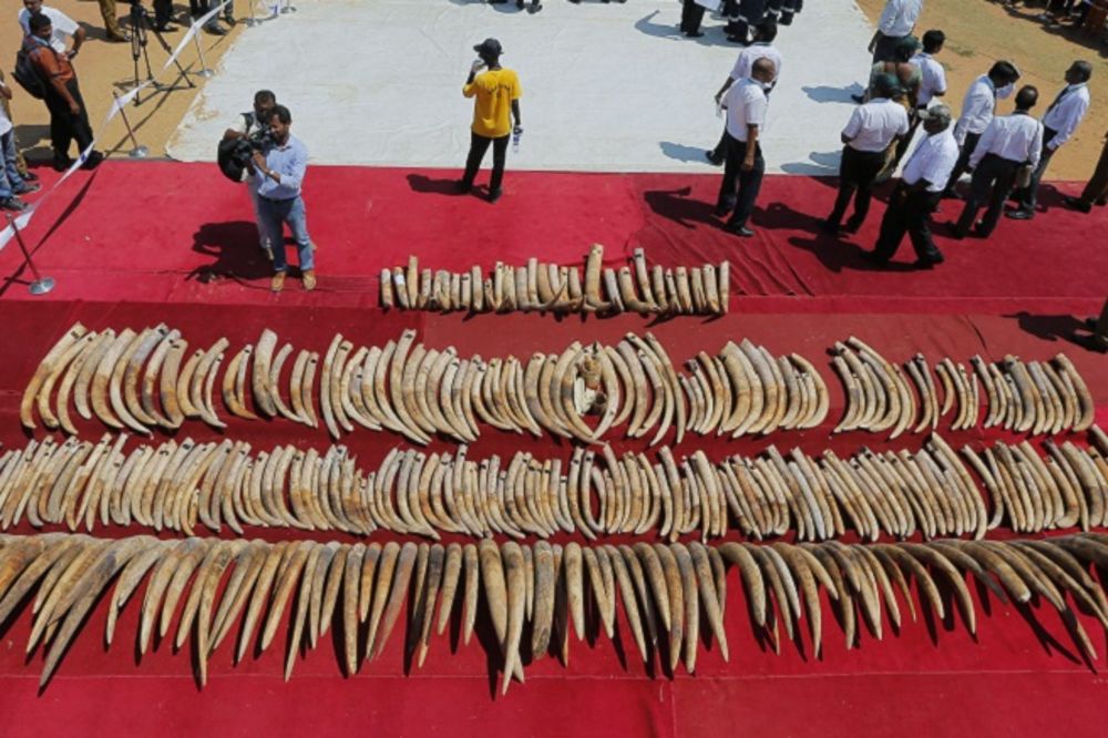 Gde će vam duša, dušmani? Ubili 4.000 slonova, sad uništavaju 120 tona slonovače! (FOTO)