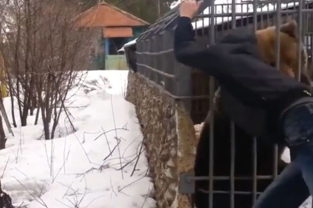 Hteo je da pomazi medveda pa je ostao bez ruke! (UZNEMIRUJUĆI VIDEO)