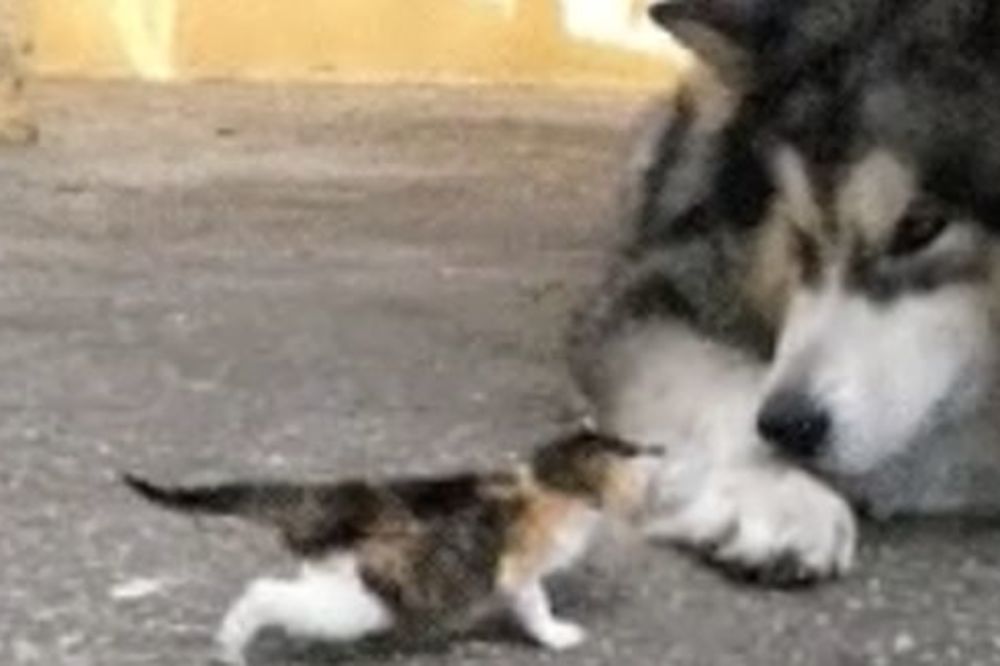 Pas i mačka prijatelji? Da, moguće je! (VIDEO)