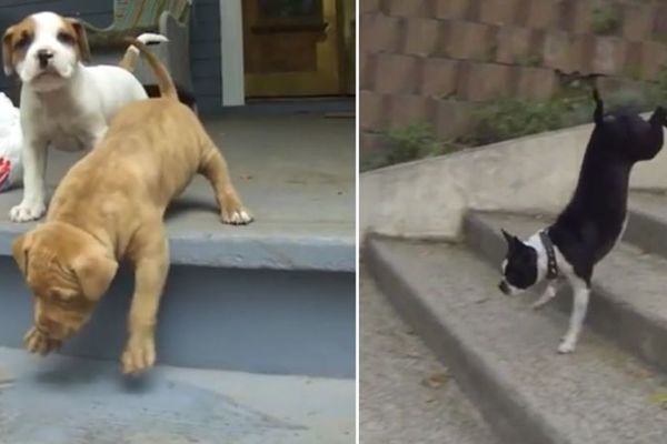 Čemu li te stepenice služe? A uz to i ne rade?! (VIDEO)