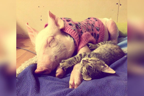 Da li biste se mazili sa prasencetom i mačkicom? Mi bismo! (FOTO) (VIDEO)