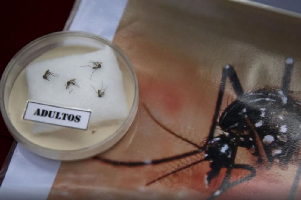 Uzbuna zbog virusa Zika: SZO proglasila globalno vanredno stanje!