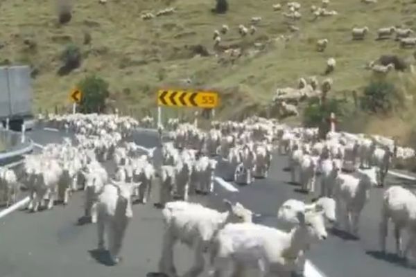 Ako patite od nesanice, ovo je idealan video za vas! (VIDEO)