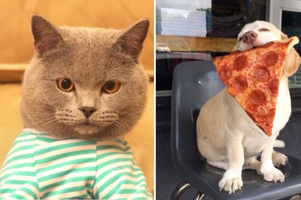 17 komičnih reakcija životinja koje savršeno prikazuju vaše najgore muke! (VIDEO)