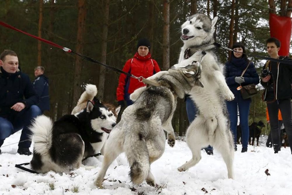 Najlepši psi severa: Ko od vas ne bi voleo da ima ovakve kuce? (FOTO)