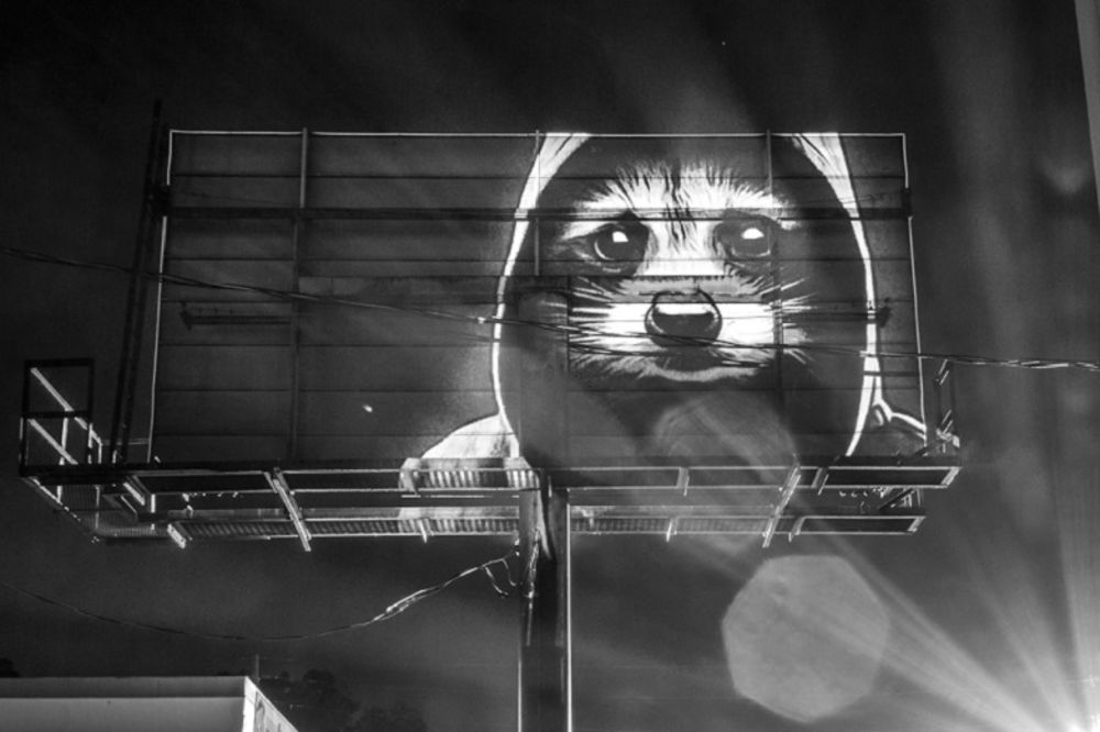 Neki urbani tipovi: 20 fenomenalnih životinja Pariza i Orlanda (FOTO)