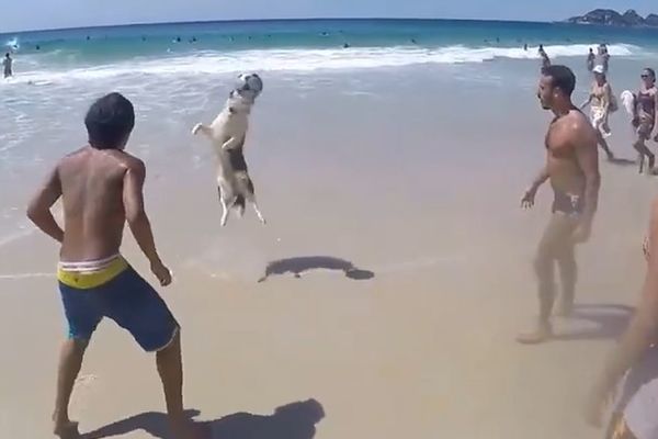 Bolji džoker za dobacivanje na plaži teško može da se zamisli! (VIDEO)