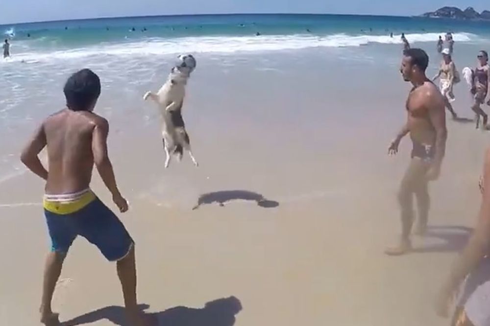 Bolji džoker za dobacivanje na plaži teško može da se zamisli! (VIDEO)