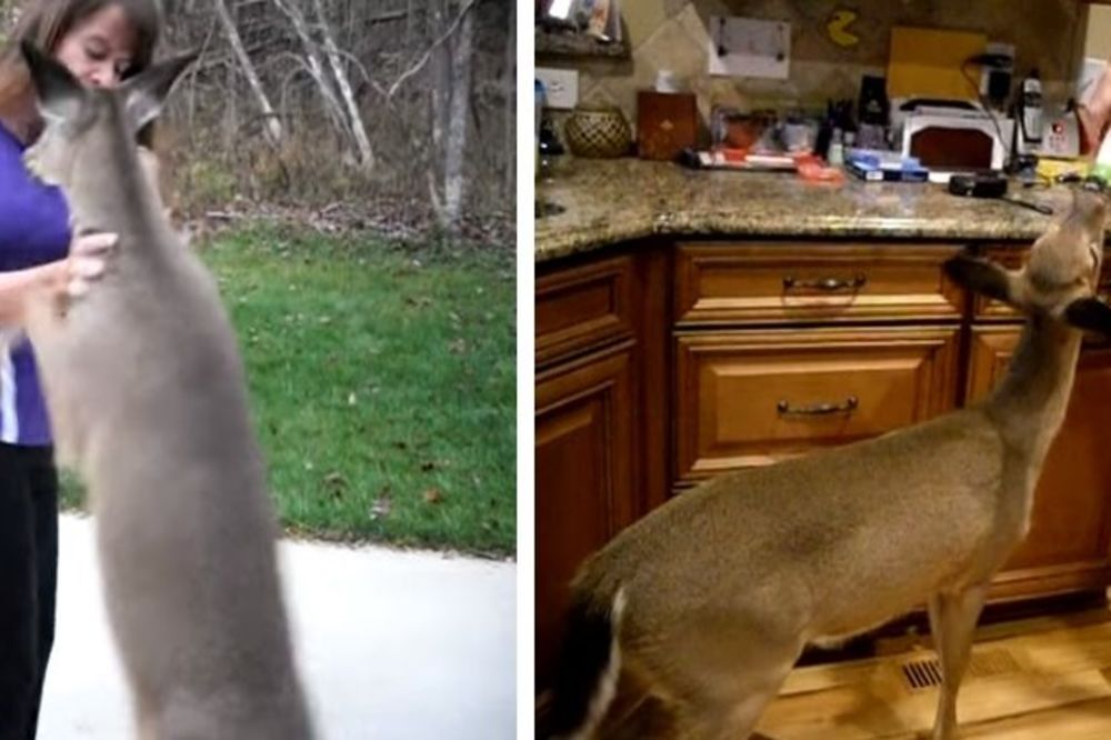 Našla je napušteno lane i počela da ga hrani, a danas su najbolji drugari (FOTO) (VIDEO)