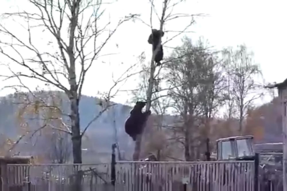 Bolje da se pravio mrtav: Pobegao je od medveda na drvo. Nije mu pomoglo... (VIDEO)