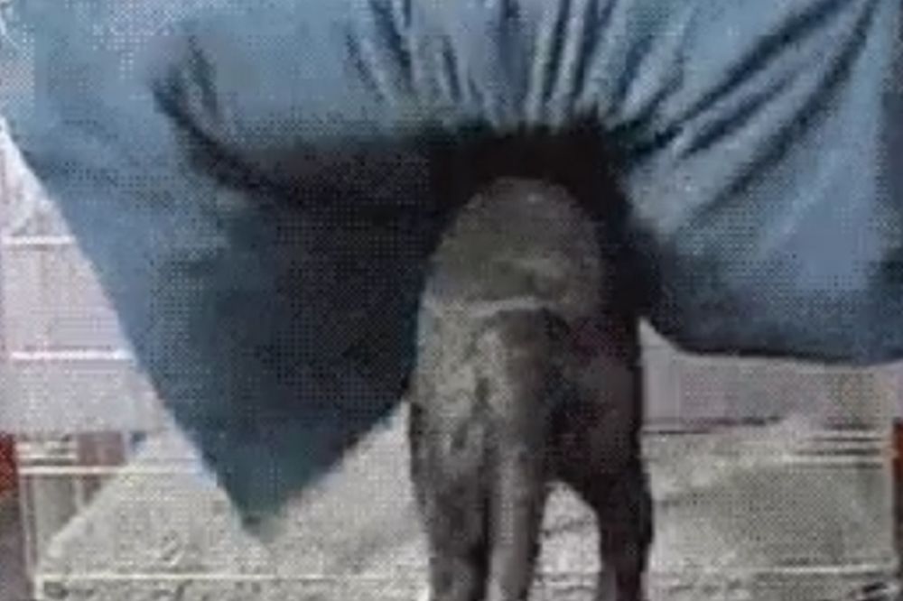 Pokrio se jednim potezom i zaspao najslađim snom (GIF)