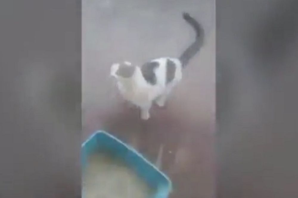 Dementni kuvar: Polio mačku ključalom vodom! (UZNEMIRUJUĆI VIDEO)