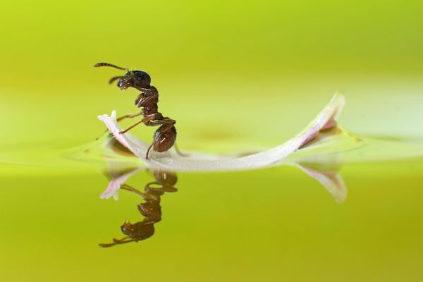 Uradite to sami: Smrtonosni recept koji će da vas oslobodi kućnih mrava! (FOTO) (VIDEO)