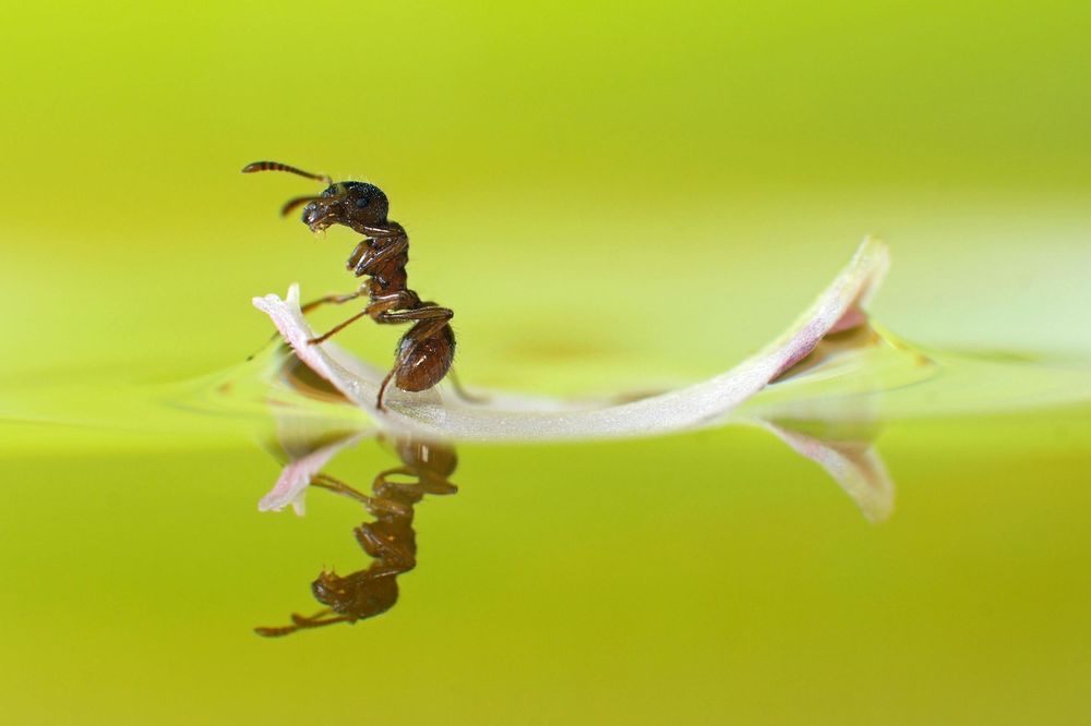 Uradite to sami: Smrtonosni recept koji će da vas oslobodi kućnih mrava! (FOTO) (VIDEO)