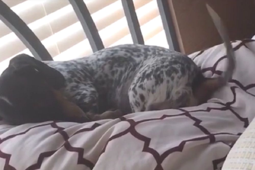 Šta li ovaj mališa sanja? Zbog ovog klipa ćete se istopiti od sreće! (VIDEO)