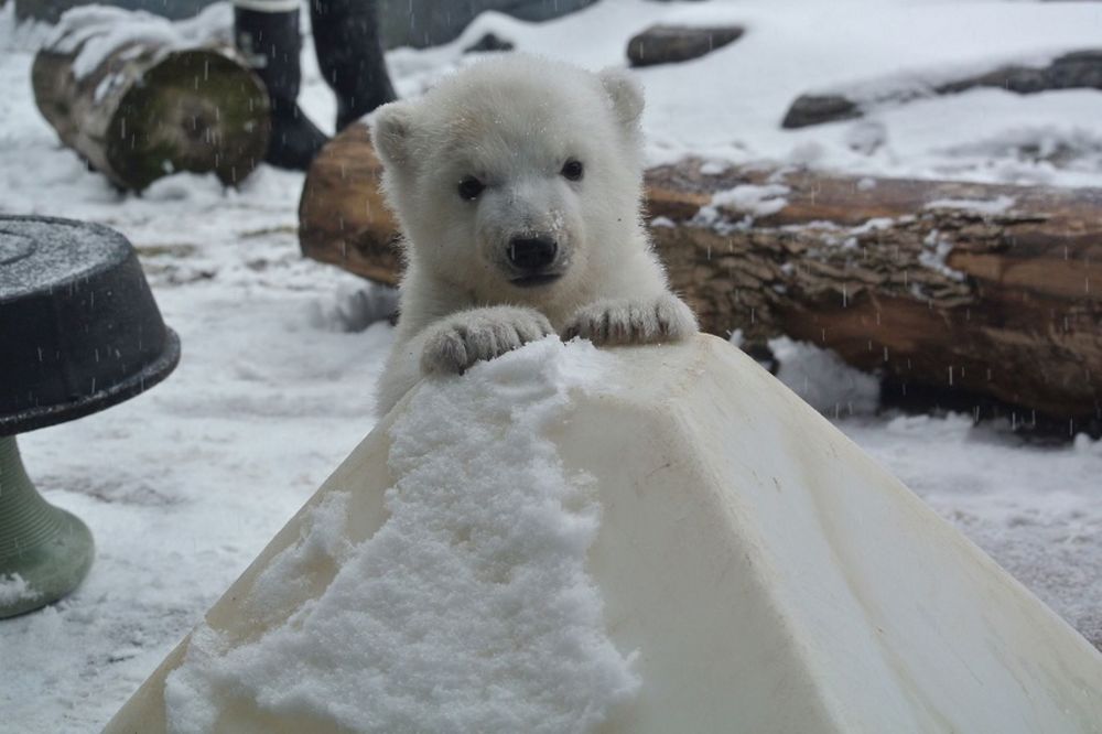 Mala medvedica iz Toronta širi euforiju! (FOTO) (VIDEO)