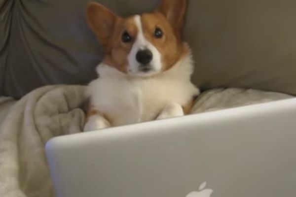 Nije svima bio praznik: Kako je usamljeni korgi proveo Dan zaljubljenih? (VIDEO)