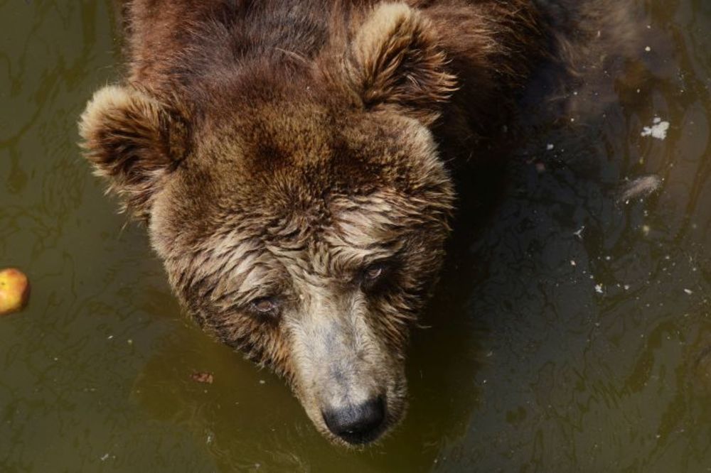 Neodlučna mečka Gordana: Jutros nije izašla iz jazbine, a kasnije se baškarila na suncu