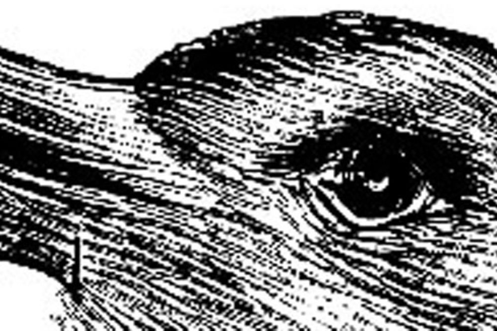 Koju životinju vidite na slici? Odgovor određuje koliko ste kreativni (FOTO)