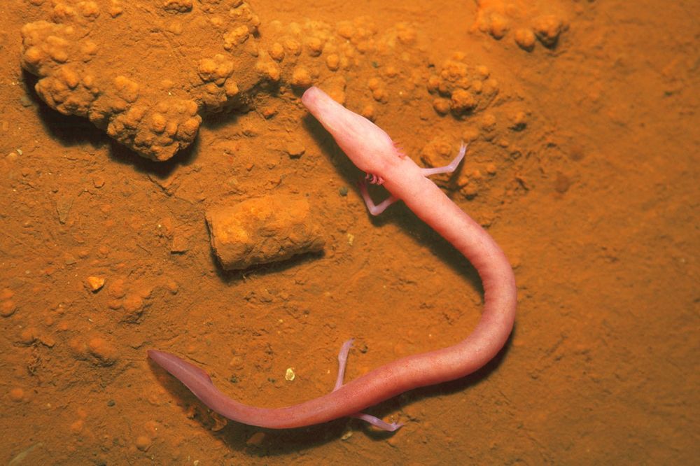 Čovečja ribica iz Postojnske jame izlegla čak 45 jaja! (FOTO)