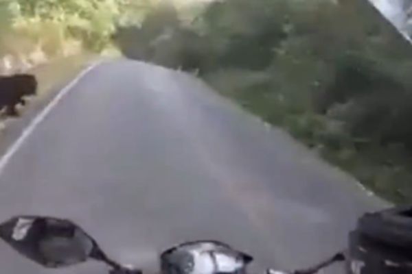 Pazi međed! Bajker jedva izbegao divlju životinju! (VIDEO)