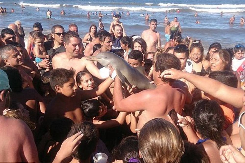 Kao da je igračka: Turisti ubili bebu delfina zbog selfija! (FOTO)