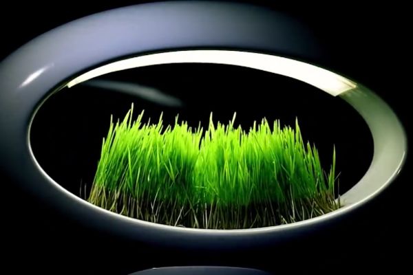 Stona bašta: Zašto ovi ljudi drže travu na svom stolu? (VIDEO)