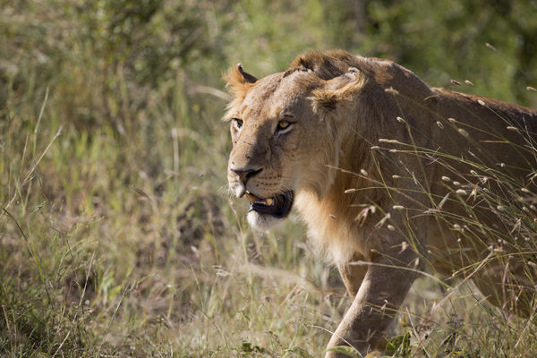Štrafta iz rezervata: 6 lavova luta ulicama Nairobija! (FOTO) (GIF)