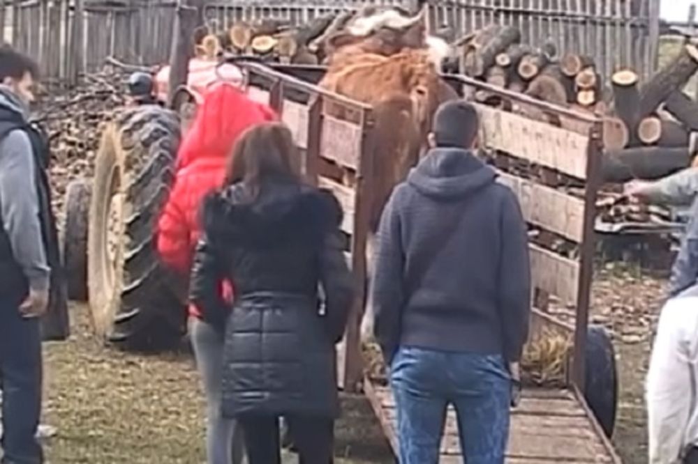 Farmeri se oduševili kada su videli Staniju na imanju u Lisoviću! (VIDEO)