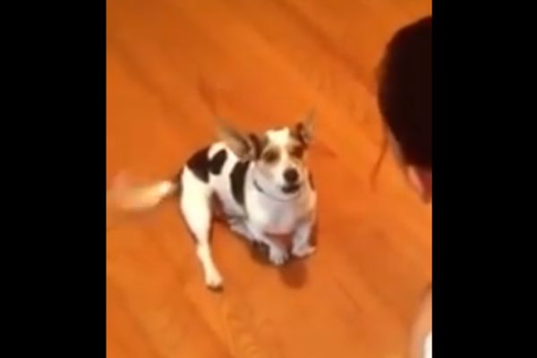 Ima krizu identiteta: Kako se pas uči da je... mačka?! (VIDEO)