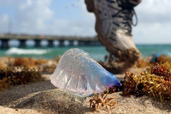 Sigurno da niste ovako zamišljali najopasnije biće na planeti! (FOTO) (VIDEO)