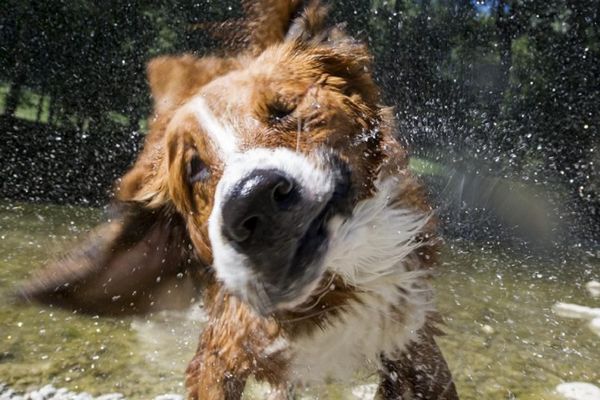 Nemački bizar: Pokušali da ukinu zabranu seksa sa životinjama (FOTO) (GIF)
