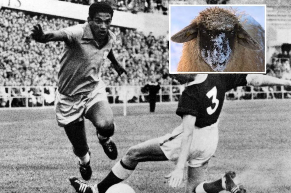 Legenda brazilskog fudbala nevinost je izgubila s ovcom! (VIDEO)