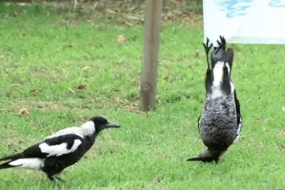 Sitkom ptičurine: Šta to radiš!? Evo, visim... (VIDEO)