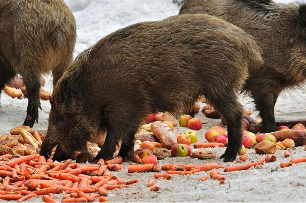 Hit dana: Vojska Srbije prodaje pomije! (FOTO)