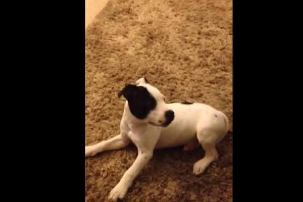 Mali smrda: Uplašio se od sopstvenog goluba! (VIDEO)