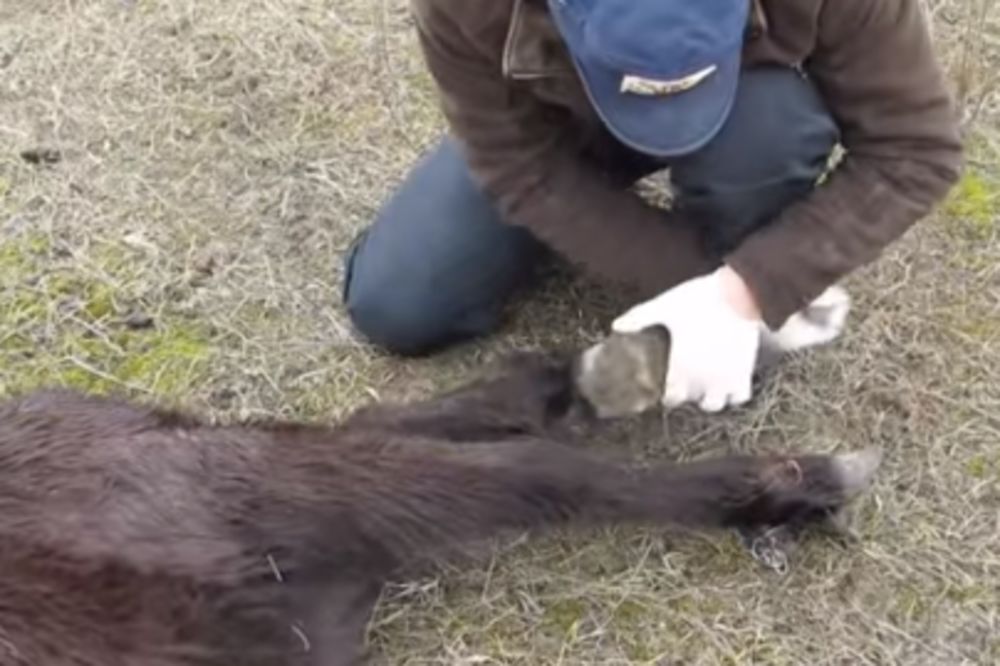 Spasio konja, a on mu se odužio ovako! (VIDEO)