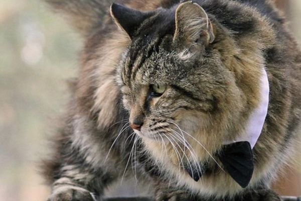 Vitalni mačkos prkosi godinama! (FOTO) (VIDEO)