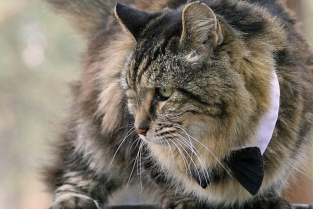 Vitalni mačkos prkosi godinama! (FOTO) (VIDEO)