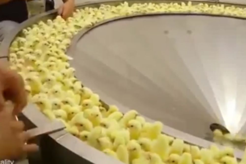 Posle ovog snimka nikad više nećete okusiti meso! Jezivo maltretiranje tek rođenih pilića! (VIDEO)