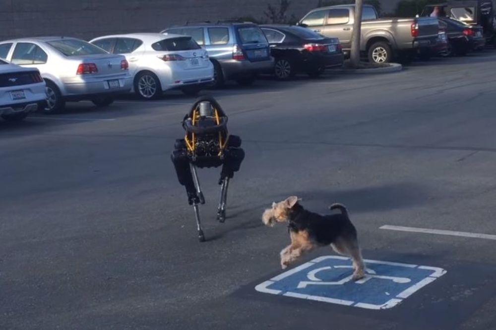 100% šljaka: Zbunite kera robotom! (FOTO) (VIDEO)